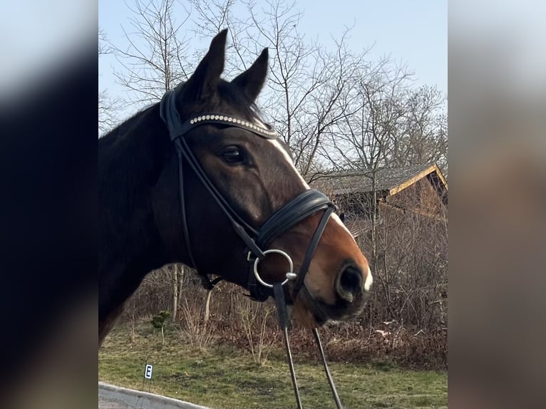 Hanovrien Hongre 4 Ans 168 cm Bai in Römstedt