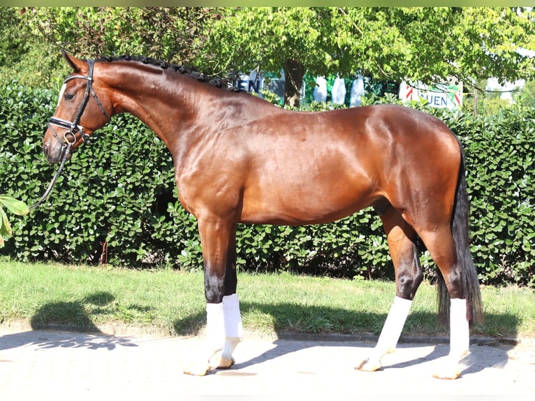 Hanovrien Hongre 4 Ans 168 cm Bai in Selsingen