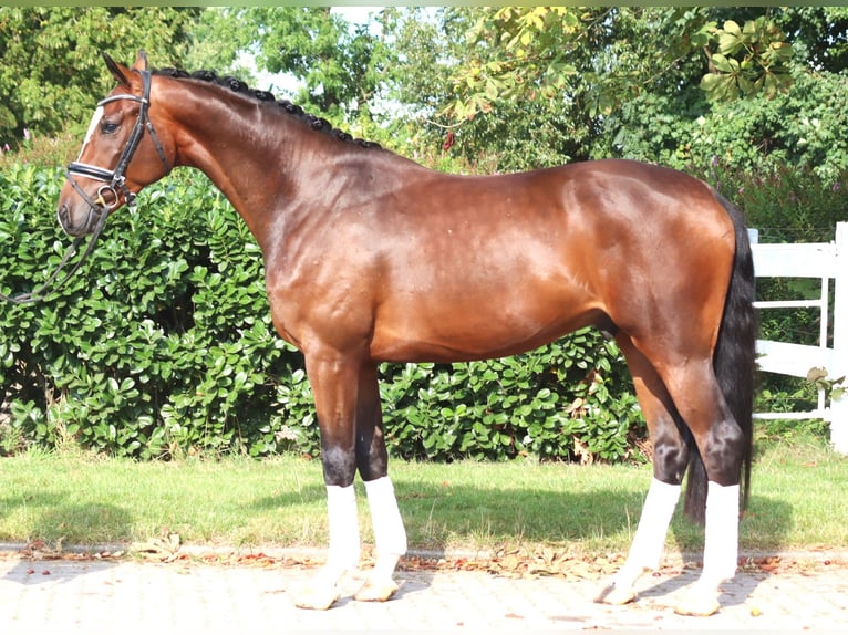 Hanovrien Hongre 4 Ans 168 cm Bai in Selsingen