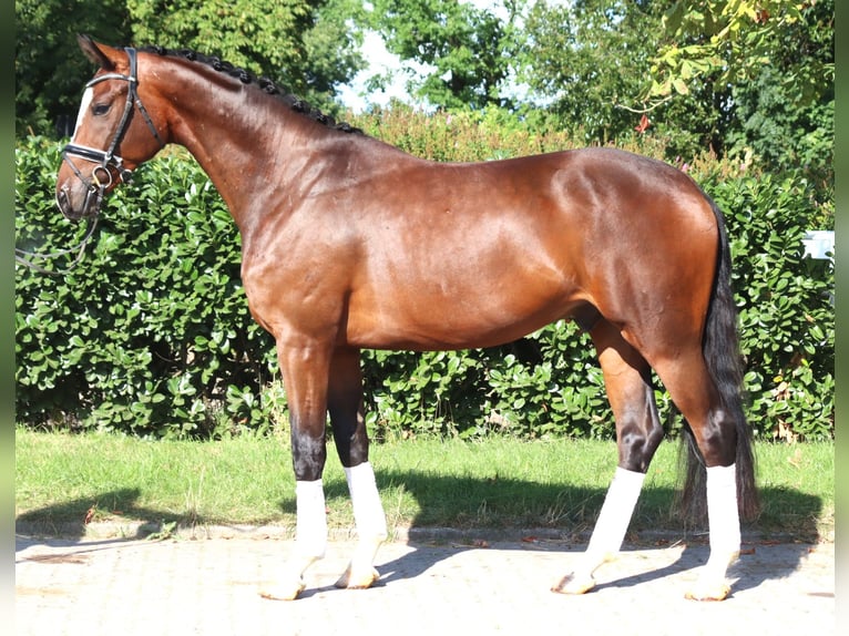 Hanovrien Hongre 4 Ans 168 cm Bai in Selsingen