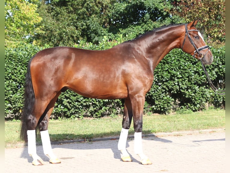 Hanovrien Hongre 4 Ans 168 cm Bai in Selsingen