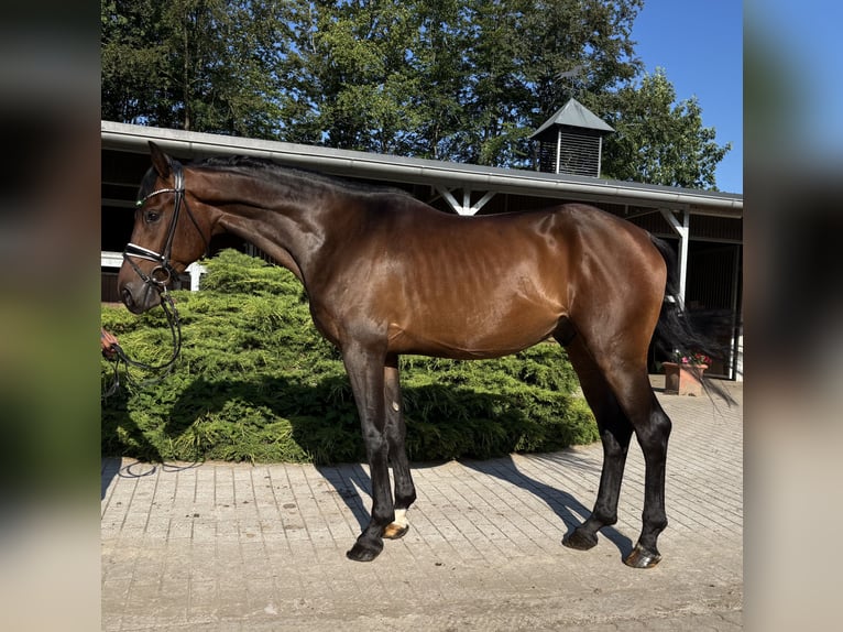 Hanovrien Hongre 4 Ans 168 cm Bai in Sottrum