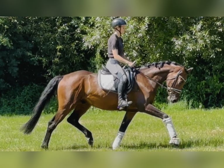 Hanovrien Hongre 4 Ans 168 cm Bai in Sottrum