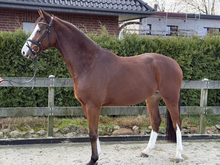 Hanovrien Hongre 4 Ans 168 cm Bai in Bargstedt