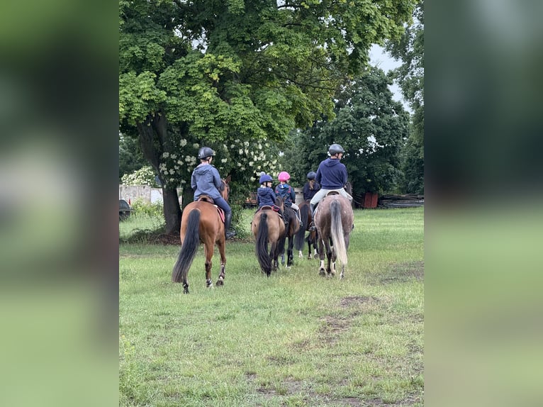 Hanovrien Hongre 4 Ans 168 cm Bai clair in Kremmen