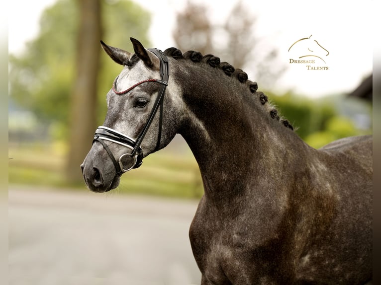 Hanovrien Hongre 4 Ans 168 cm Gris noir in Vechta