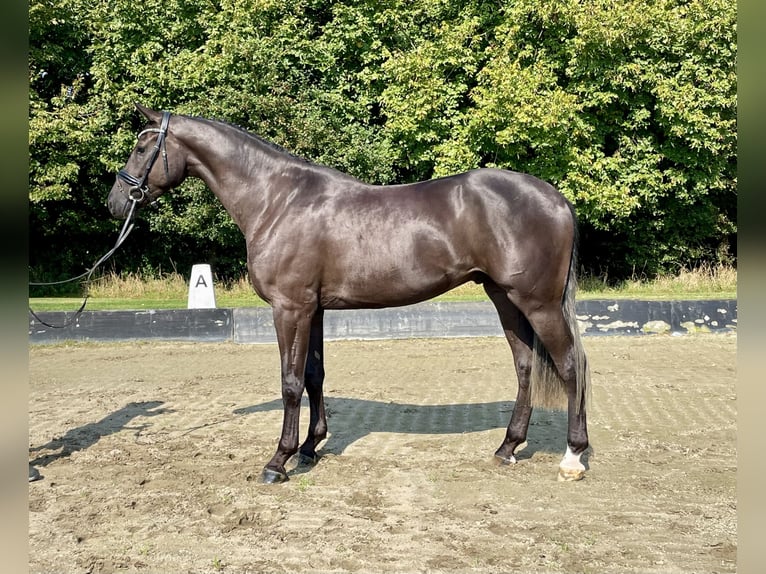 Hanovrien Hongre 4 Ans 168 cm Noir in Rees