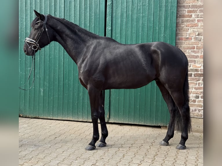 Hanovrien Hongre 4 Ans 168 cm Noir in Düsseldorf