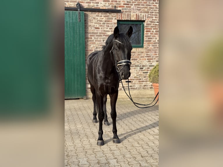 Hanovrien Hongre 4 Ans 168 cm Noir in Düsseldorf