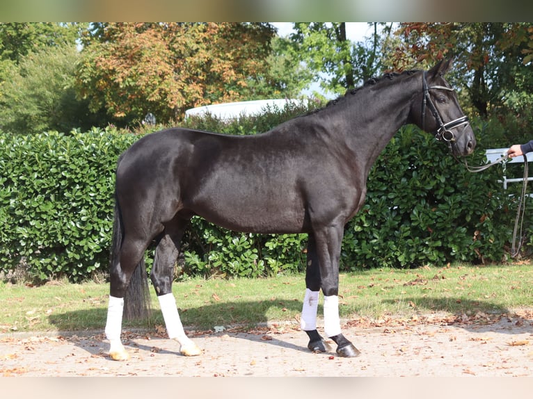 Hanovrien Hongre 4 Ans 168 cm Noir in Selsingen