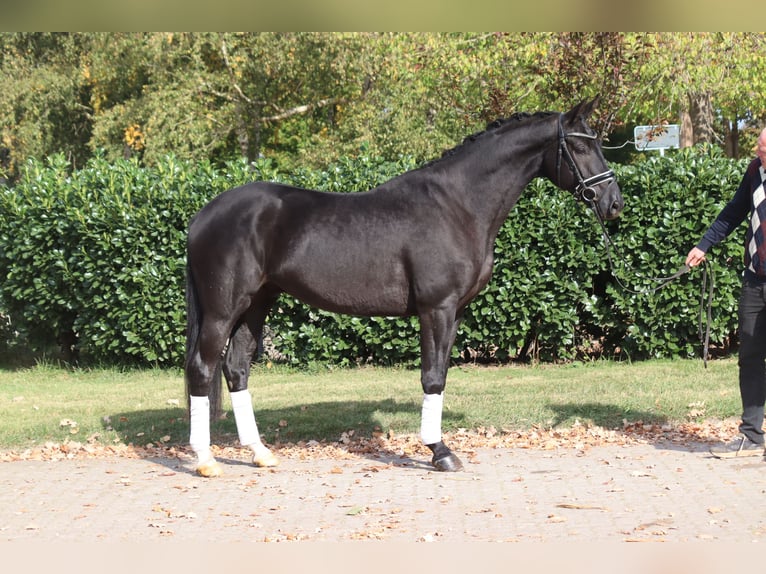 Hanovrien Hongre 4 Ans 168 cm Noir in Selsingen