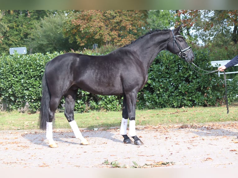 Hanovrien Hongre 4 Ans 168 cm Noir in Selsingen