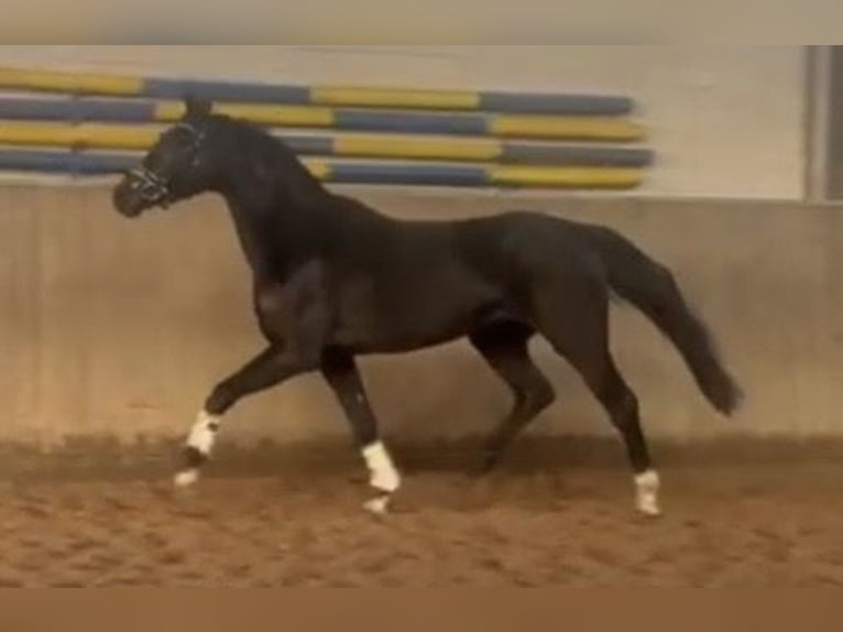 Hanovrien Hongre 4 Ans 168 cm Noir in Verden (Aller)