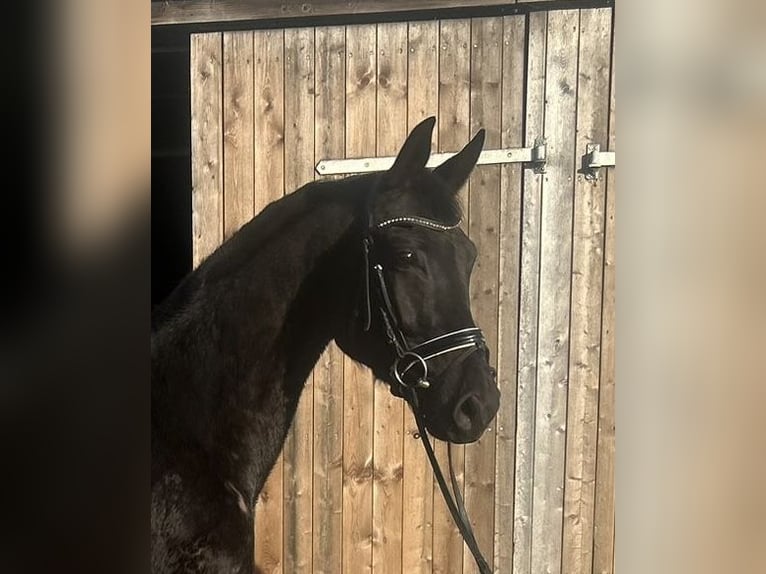 Hanovrien Hongre 4 Ans 168 cm Noir in Verden (Aller)