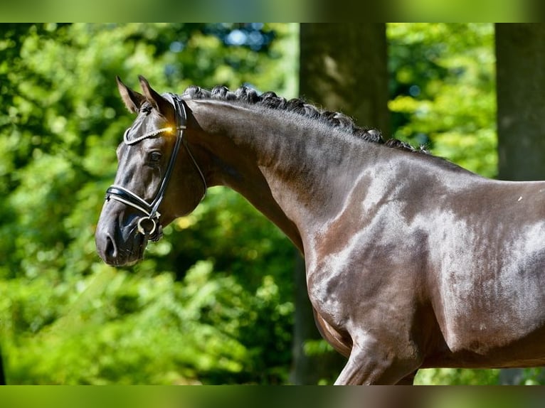Hanovrien Hongre 4 Ans 168 cm Noir in D&#xF6;tlingen