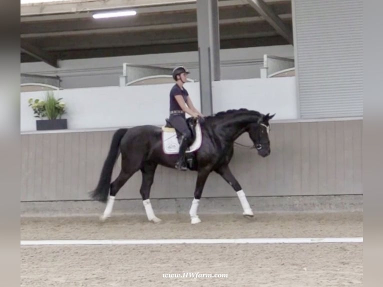 Hanovrien Hongre 4 Ans 168 cm Noir in Greven