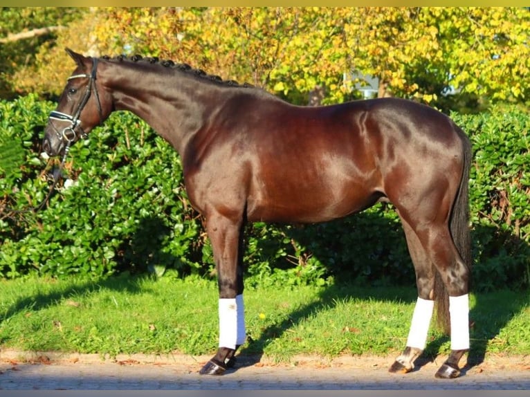 Hanovrien Hongre 4 Ans 168 cm Noir in Selsingen