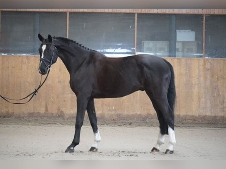 Hanovrien Hongre 4 Ans 168 cm Noir in Wendorf