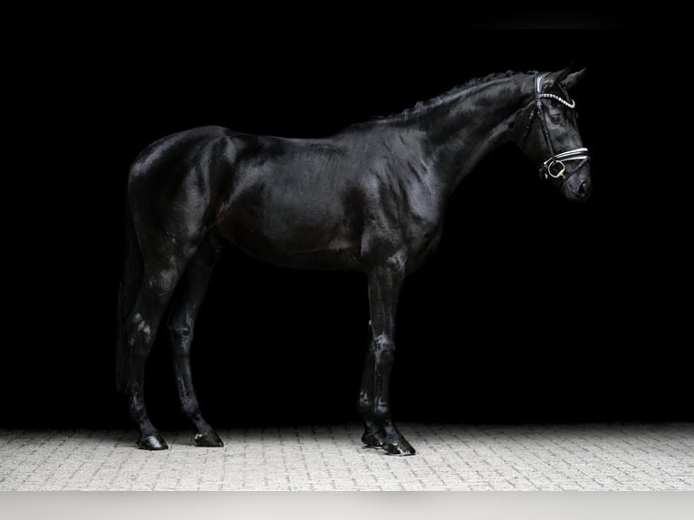 Hanovrien Hongre 4 Ans 168 cm Noir in Wingst