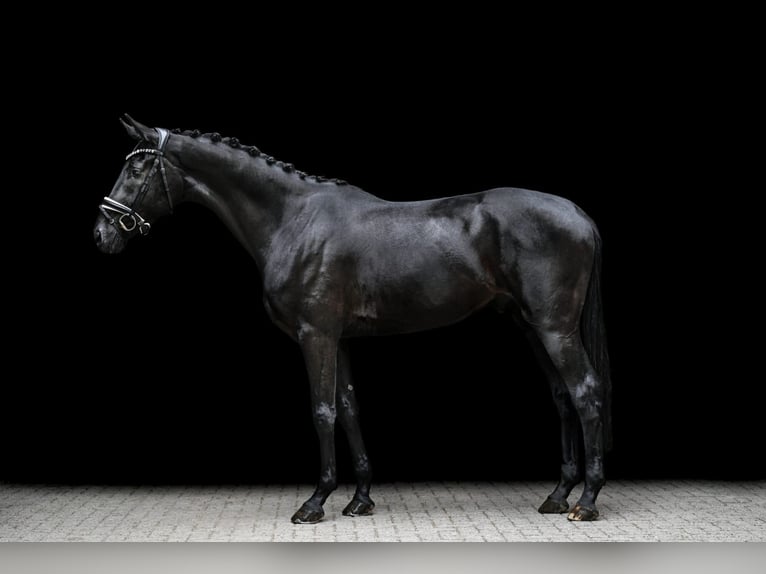 Hanovrien Hongre 4 Ans 168 cm Noir in Wingst