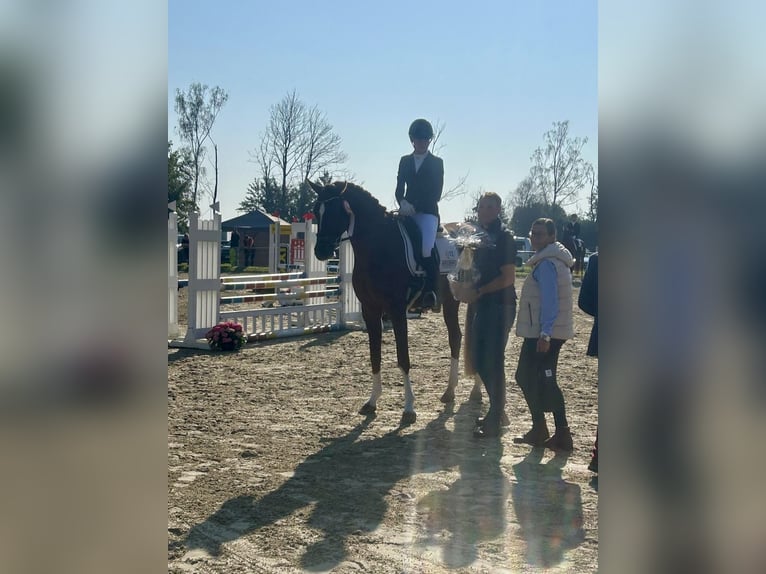 Hanovrien Hongre 4 Ans 169 cm Alezan brûlé in Senden