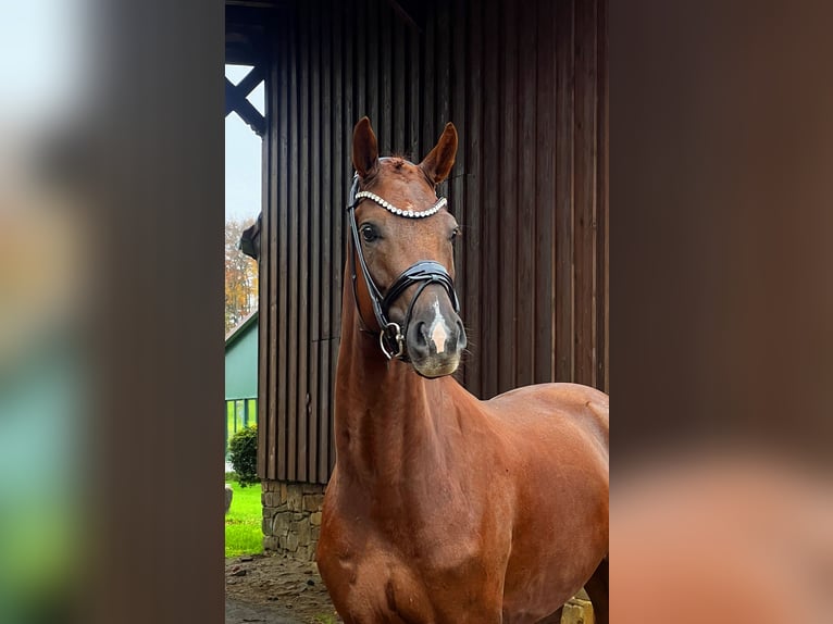 Hanovrien Hongre 4 Ans 169 cm Alezan brûlé in Bramsche