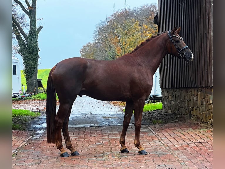 Hanovrien Hongre 4 Ans 169 cm Alezan brûlé in Bramsche