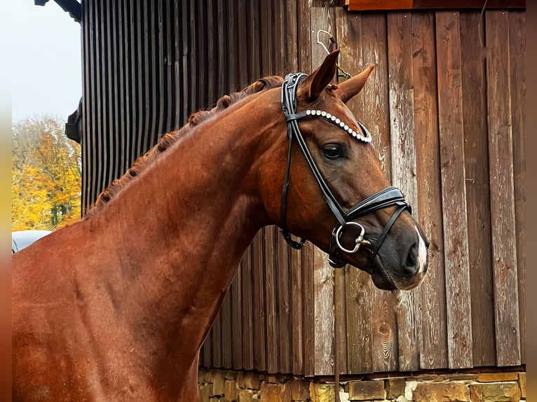 Hanovrien Hongre 4 Ans 169 cm Alezan brûlé in Bramsche