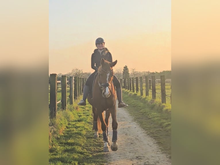Hanovrien Hongre 4 Ans 169 cm Alezan in Kempen