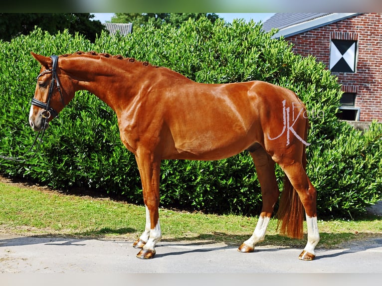 Hanovrien Hongre 4 Ans 169 cm Alezan in Kempen