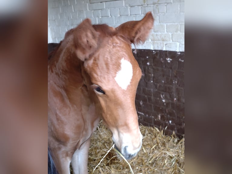 Hanovrien Hongre 4 Ans 169 cm Alezan in Coesfeld