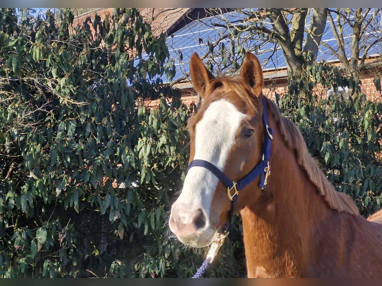 Hanovrien Hongre 4 Ans 169 cm Alezan in Ostercappeln