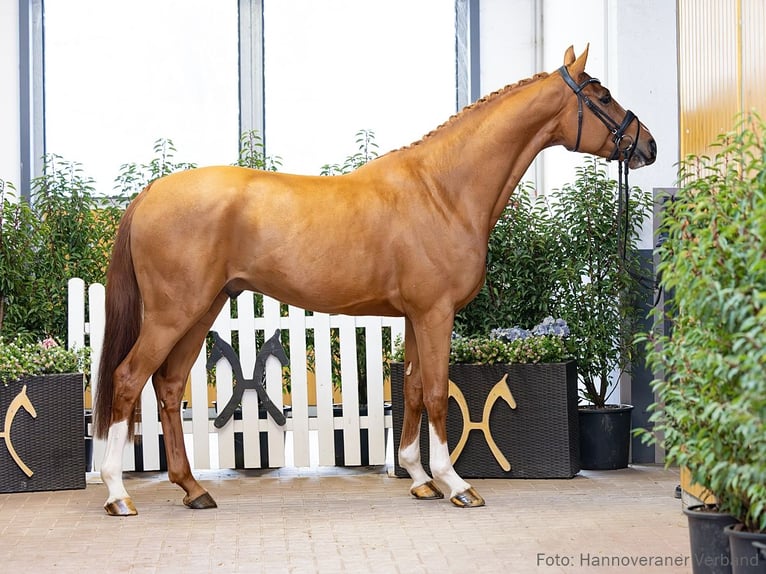 Hanovrien Hongre 4 Ans 169 cm Alezan in Verden