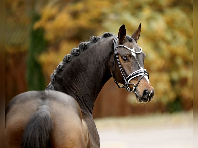 Hanovrien Hongre 4 Ans 169 cm Bai brun in Vechta
