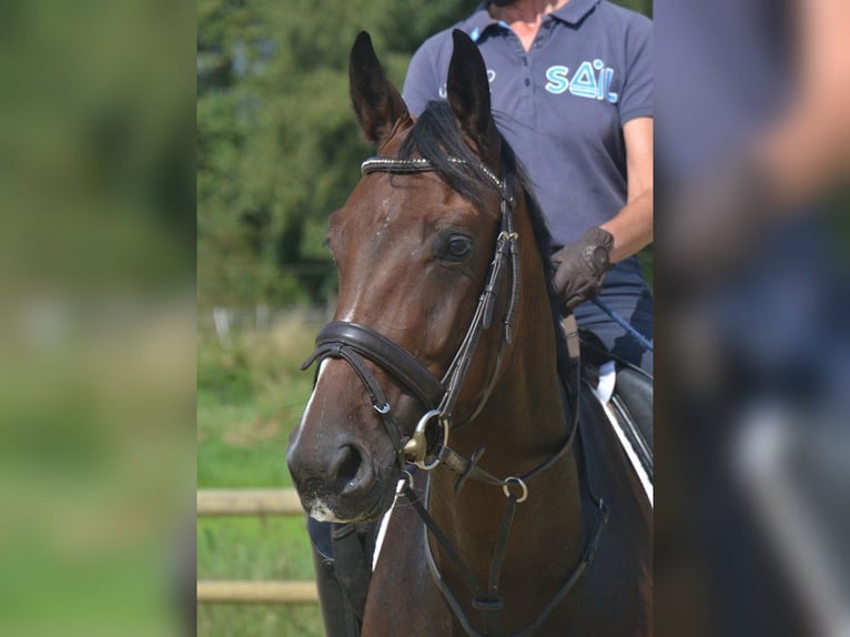 Hanovrien Hongre 4 Ans 169 cm Bai brun in Moers