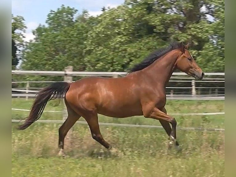 Hanovrien Hongre 4 Ans 169 cm Bai in Ratekau