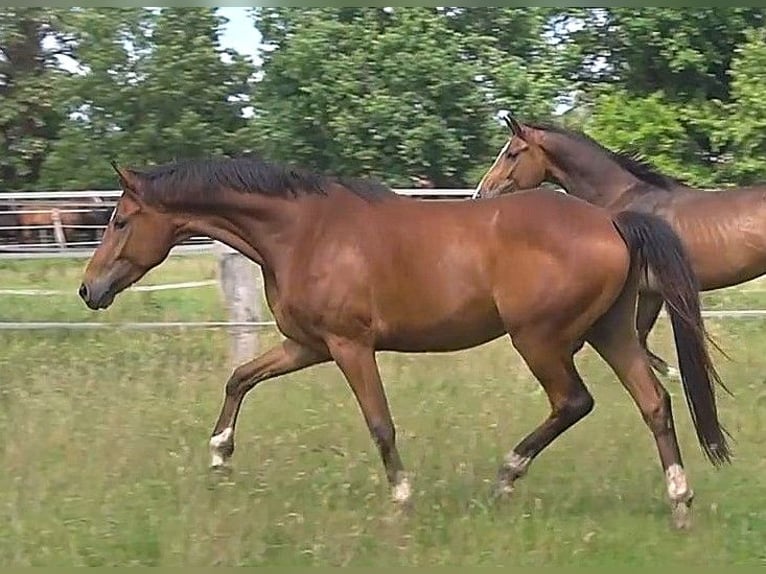 Hanovrien Hongre 4 Ans 169 cm Bai in Ratekau