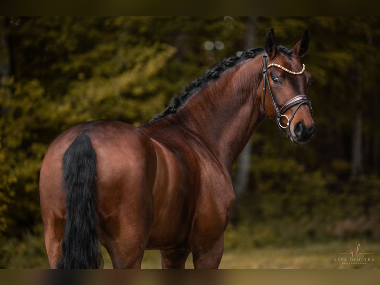Hanovrien Hongre 4 Ans 169 cm Bai in Wehringen