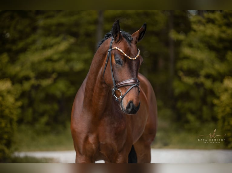 Hanovrien Hongre 4 Ans 169 cm Bai in Wehringen