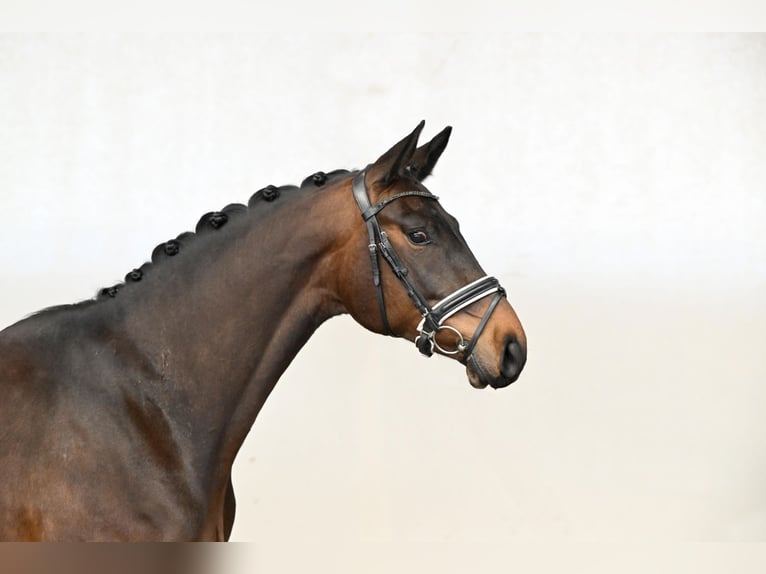 Hanovrien Hongre 4 Ans 169 cm Bai in Lüdinghausen