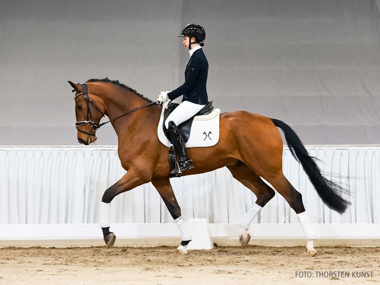 Hanovrien Hongre 4 Ans 169 cm Bai in Verden