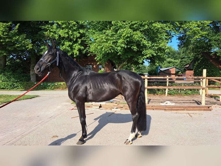 Hanovrien Hongre 4 Ans 169 cm Noir in Achim Hanovrien Hongre 4 Ans 169 cm Noir in Achim