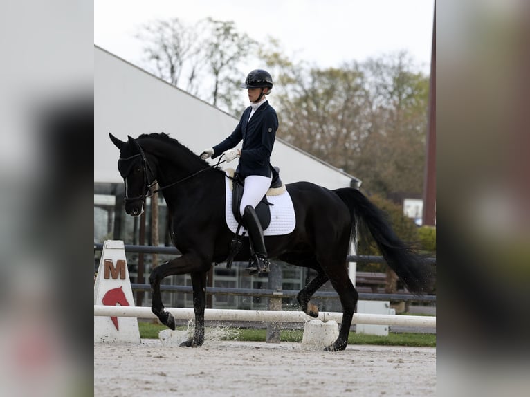 Hanovrien Hongre 4 Ans 169 cm Noir in Crespières