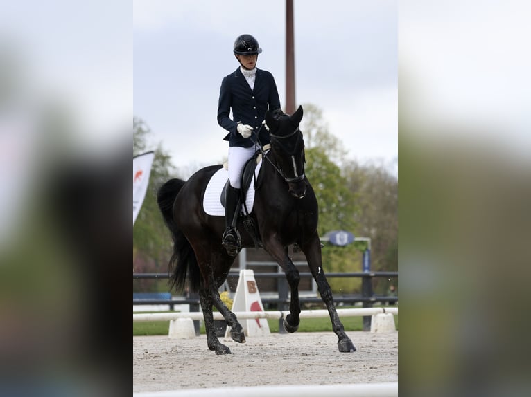 Hanovrien Hongre 4 Ans 169 cm Noir in Crespières