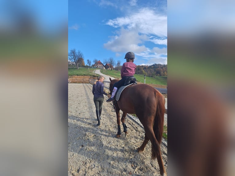 Hanovrien Hongre 4 Ans 170 cm Alezan brûlé in Tolmin