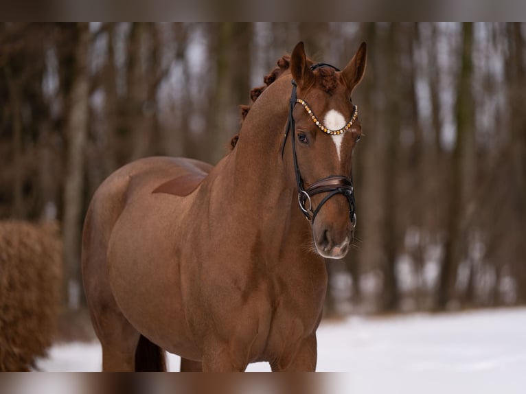 Hanovrien Hongre 4 Ans 170 cm Alezan brûlé in Wehringen