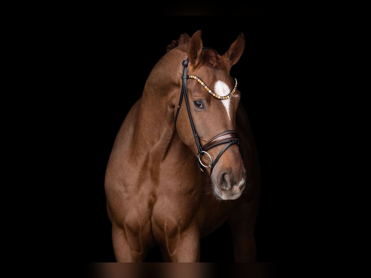 Hanovrien Hongre 4 Ans 170 cm Alezan brûlé in Wehringen