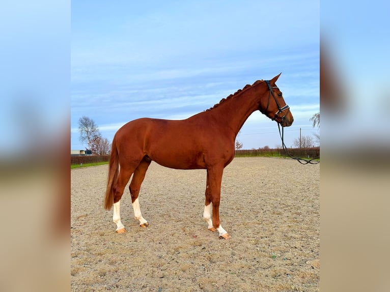 Hanovrien Hongre 4 Ans 170 cm Alezan in Frelsdorf