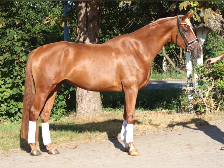 Hanovrien Hongre 4 Ans 170 cm Alezan in Selsingen
