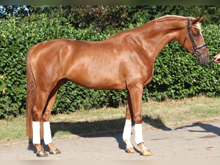 Hanovrien Hongre 4 Ans 170 cm Alezan in Selsingen